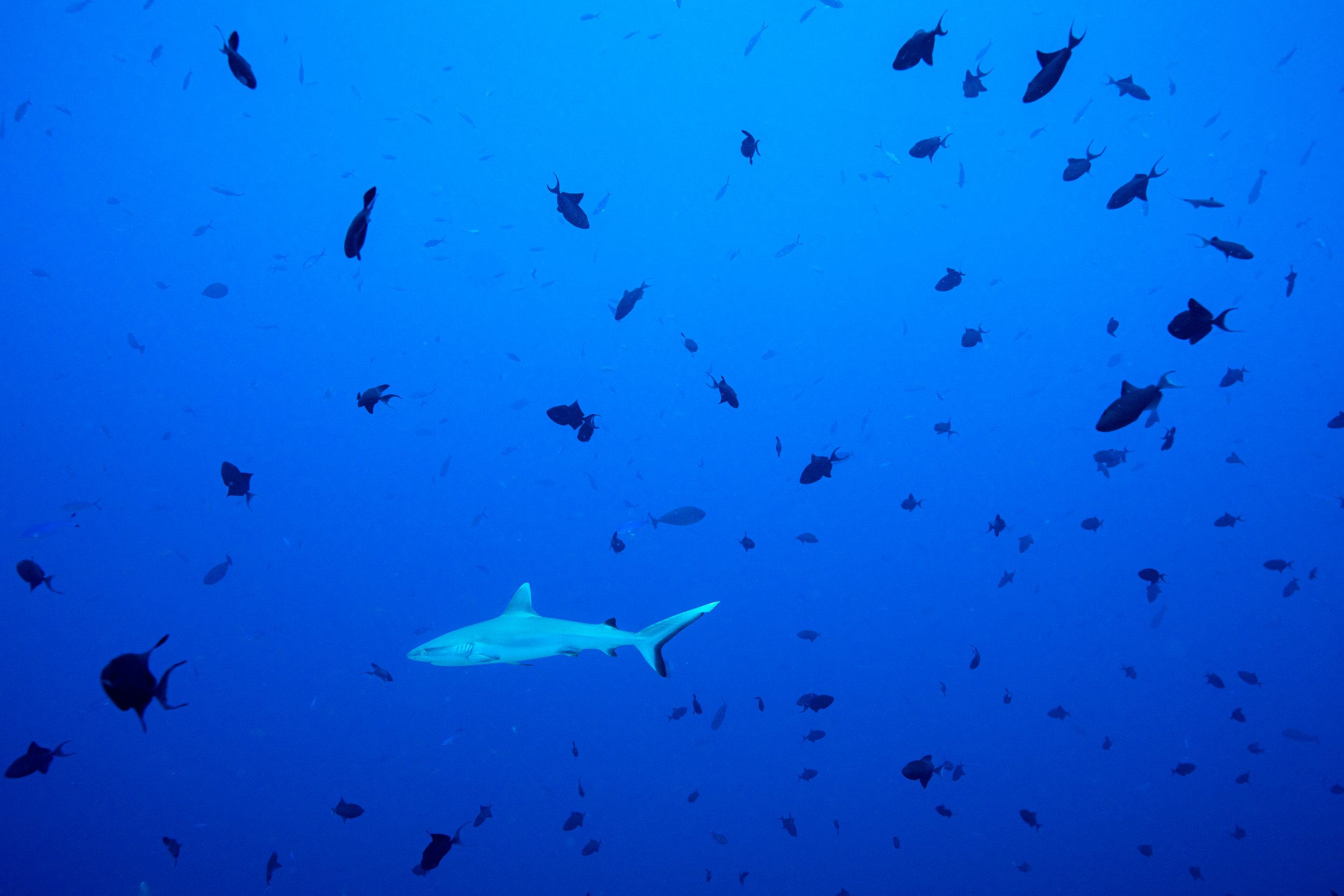   Maldives, 2022 -  Grey reef shark swimming with triggerfish.  