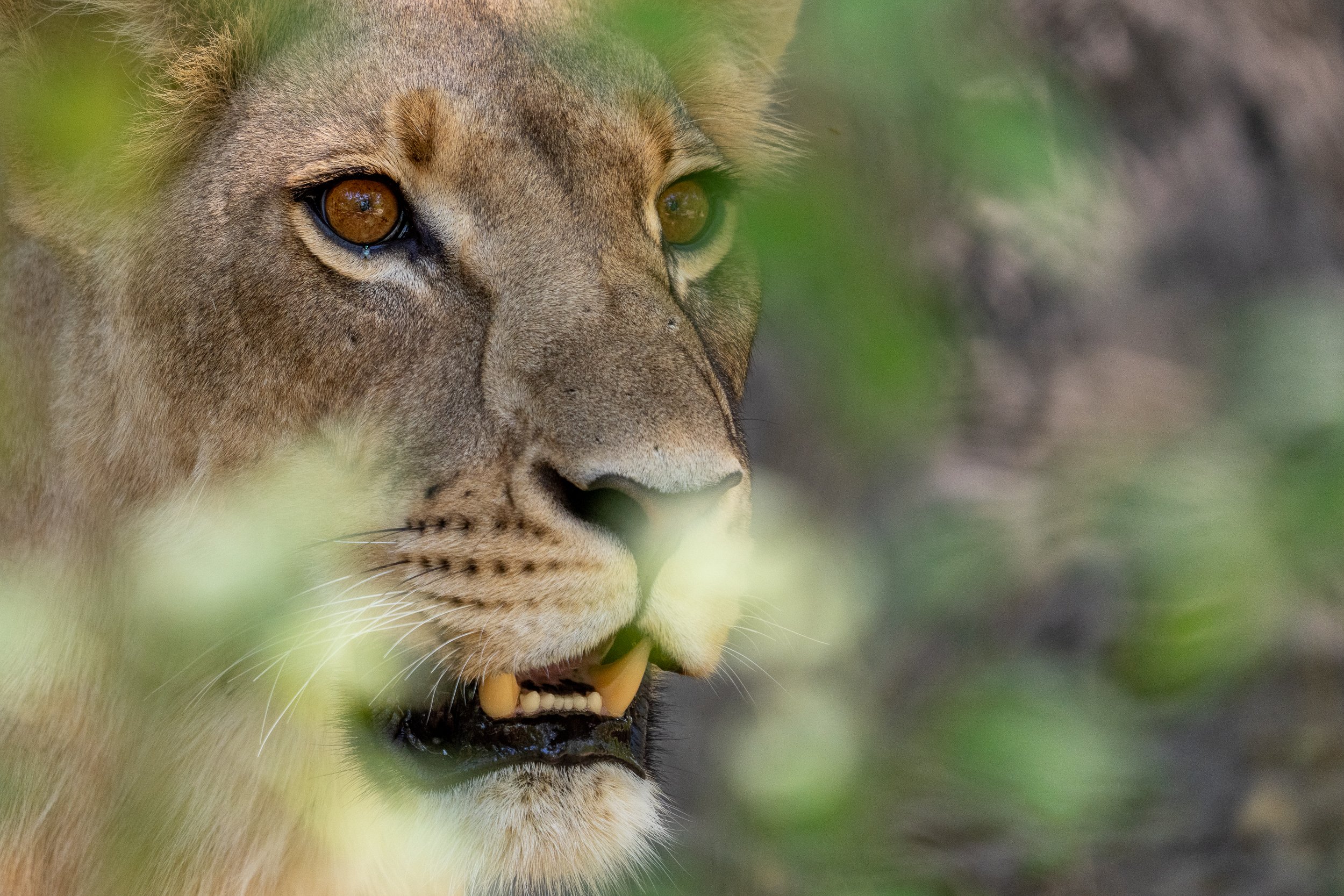 001_Botswana 5747.jpg