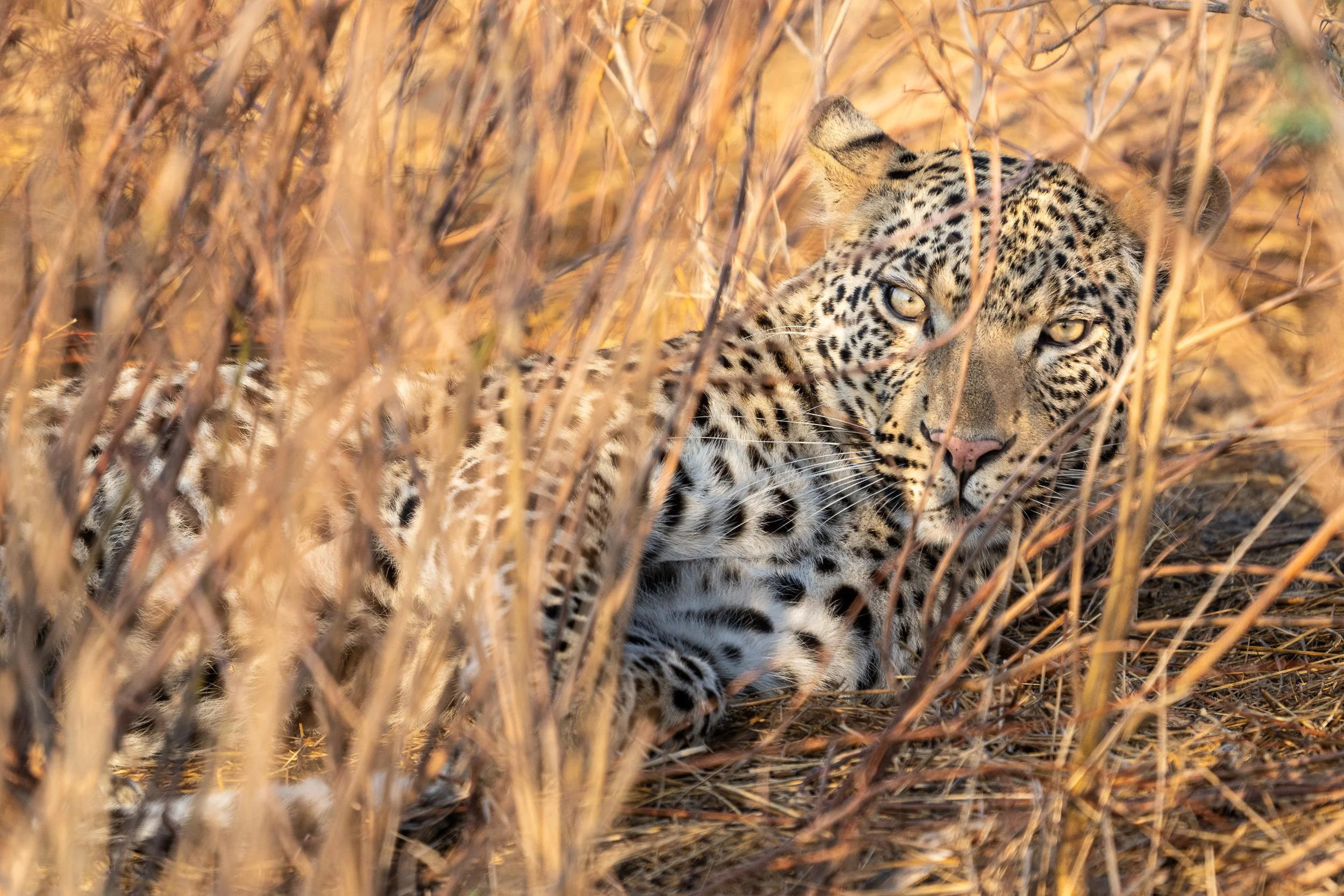 005_Botswana 1867.jpg