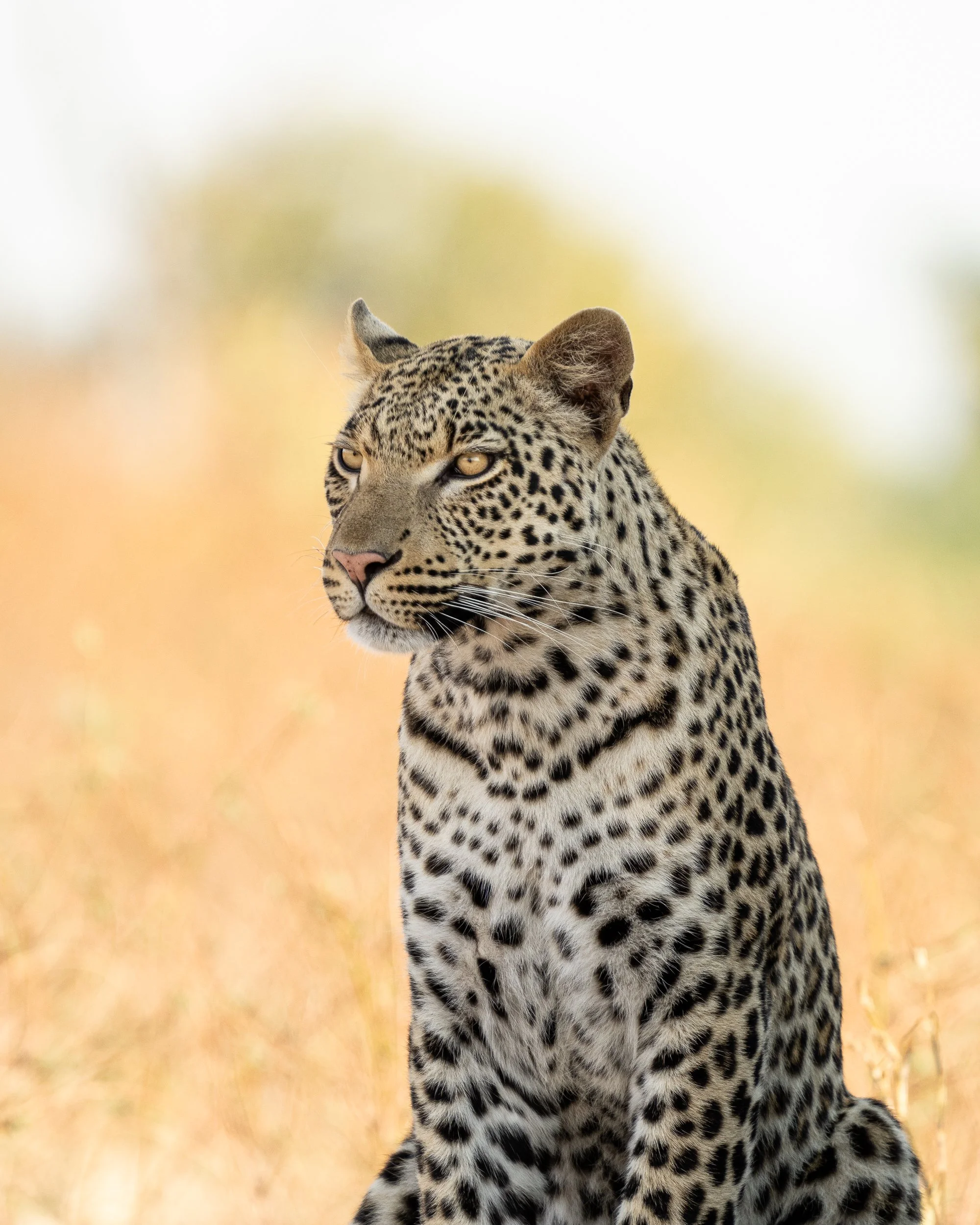 006_Botswana 2403.jpg