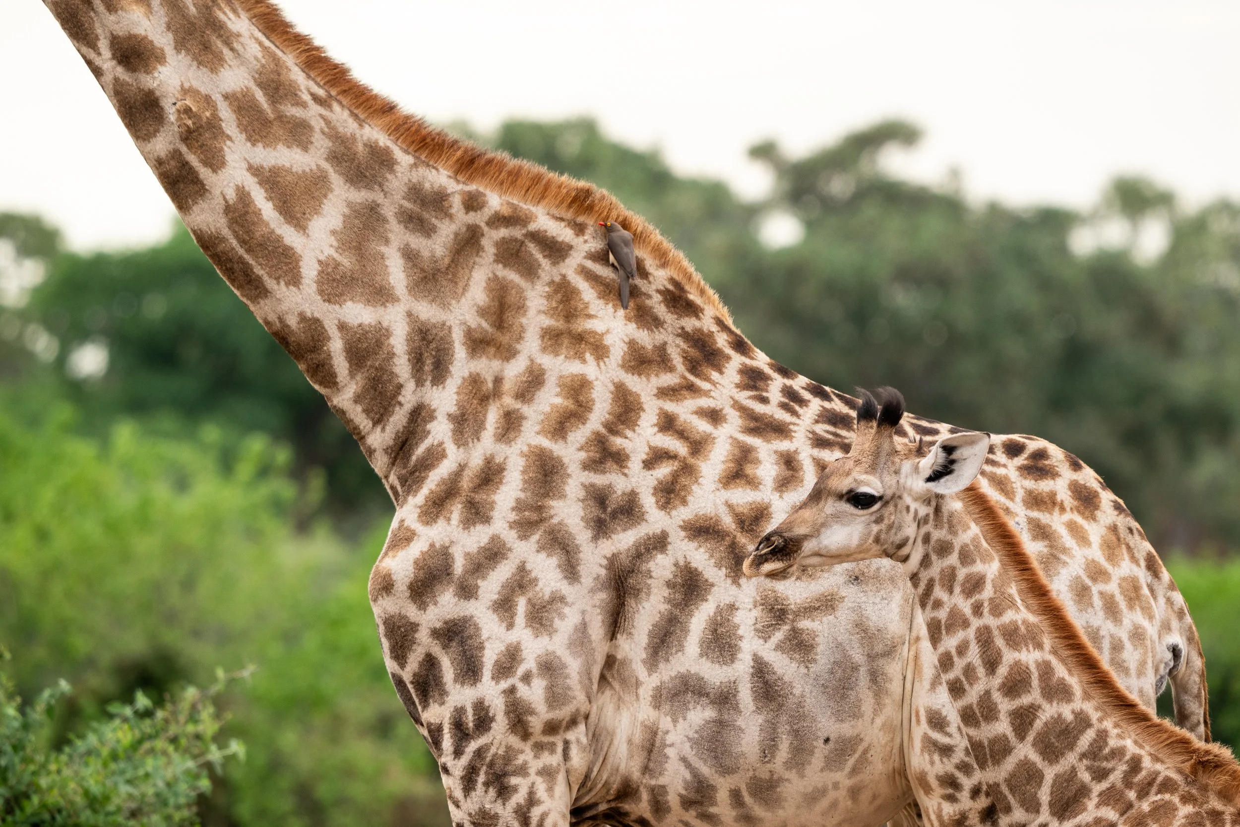 009_Botswana 3341.jpg