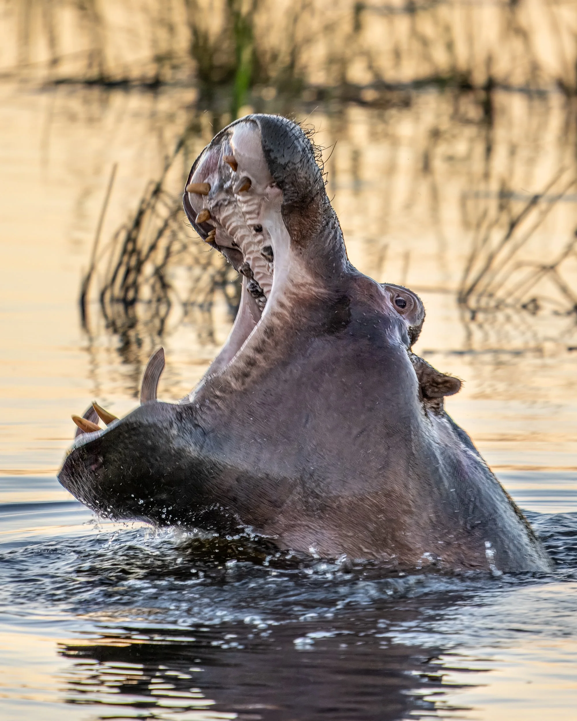 010_Botswana 5325.jpg