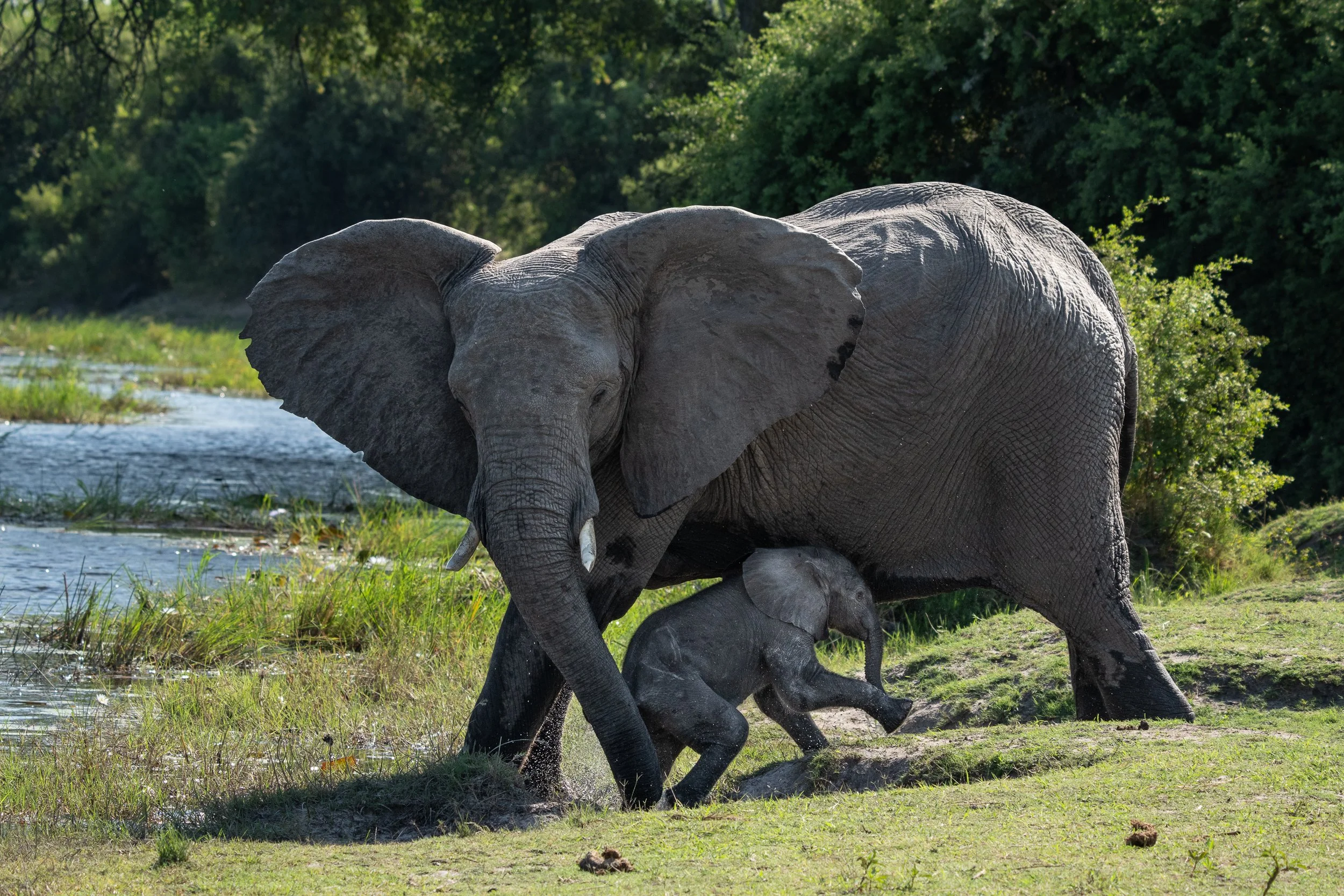 018_Botswana 6946.jpg