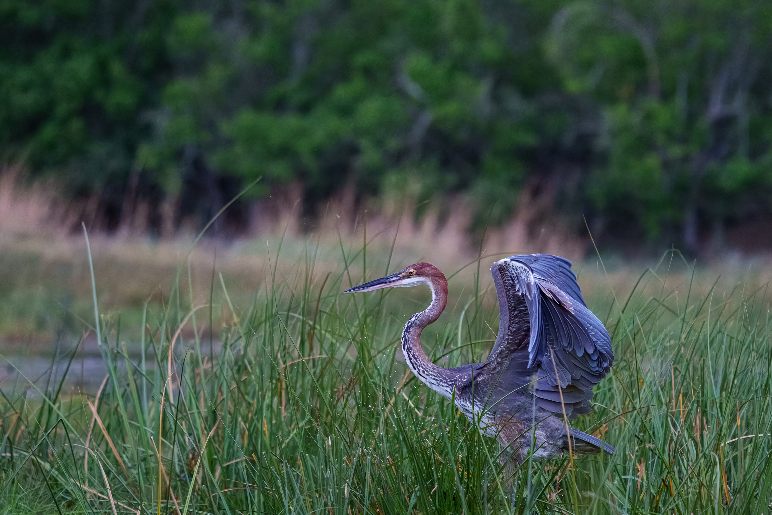 008_Botswana 8231.jpg