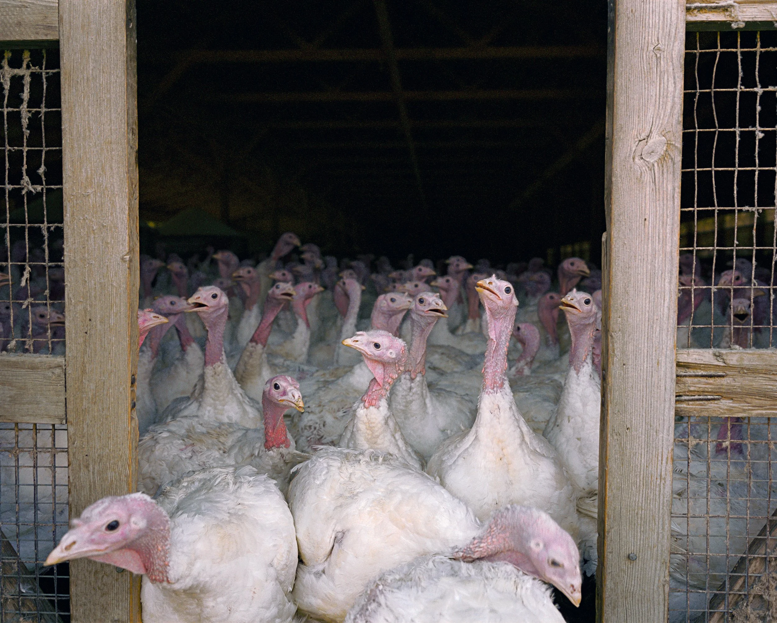 002_gated turkeys v1-Edit.jpg