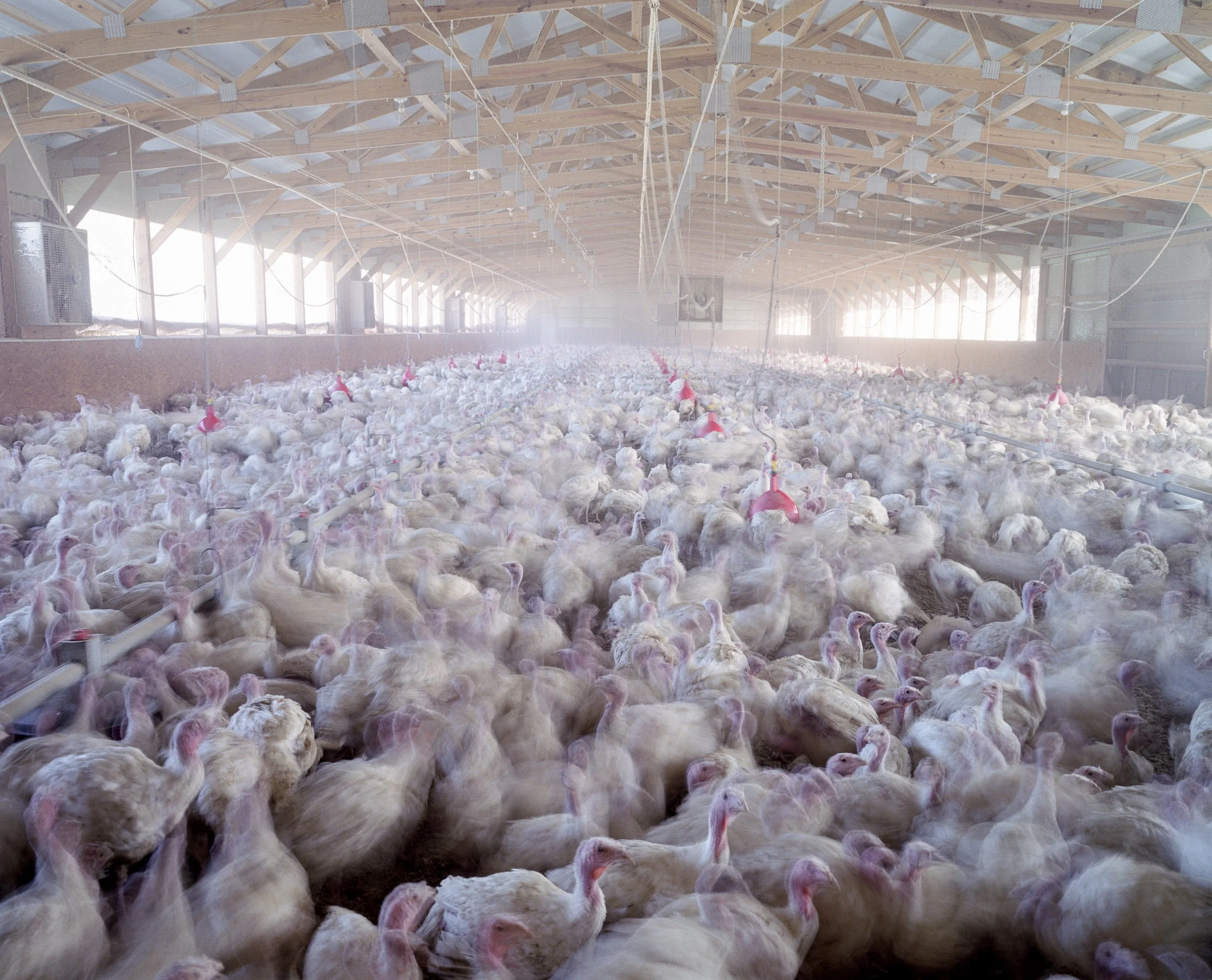 005_turkey farm v1.jpg