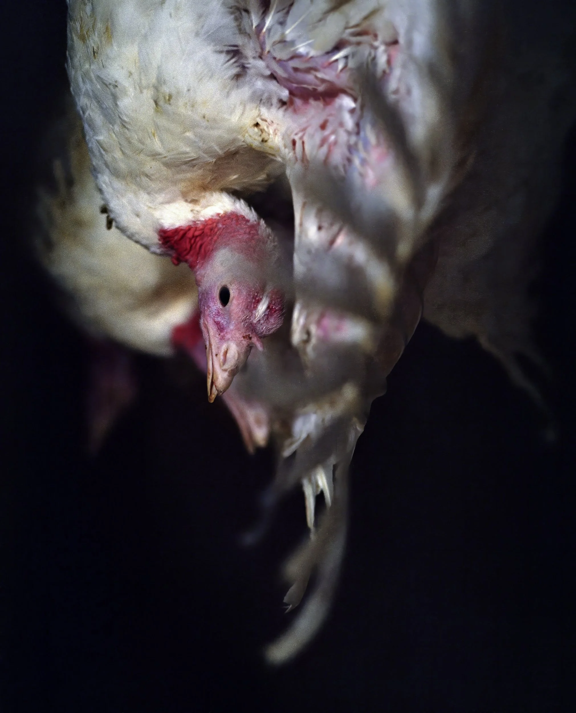 006_dec turk vert snail v1-3.jpg