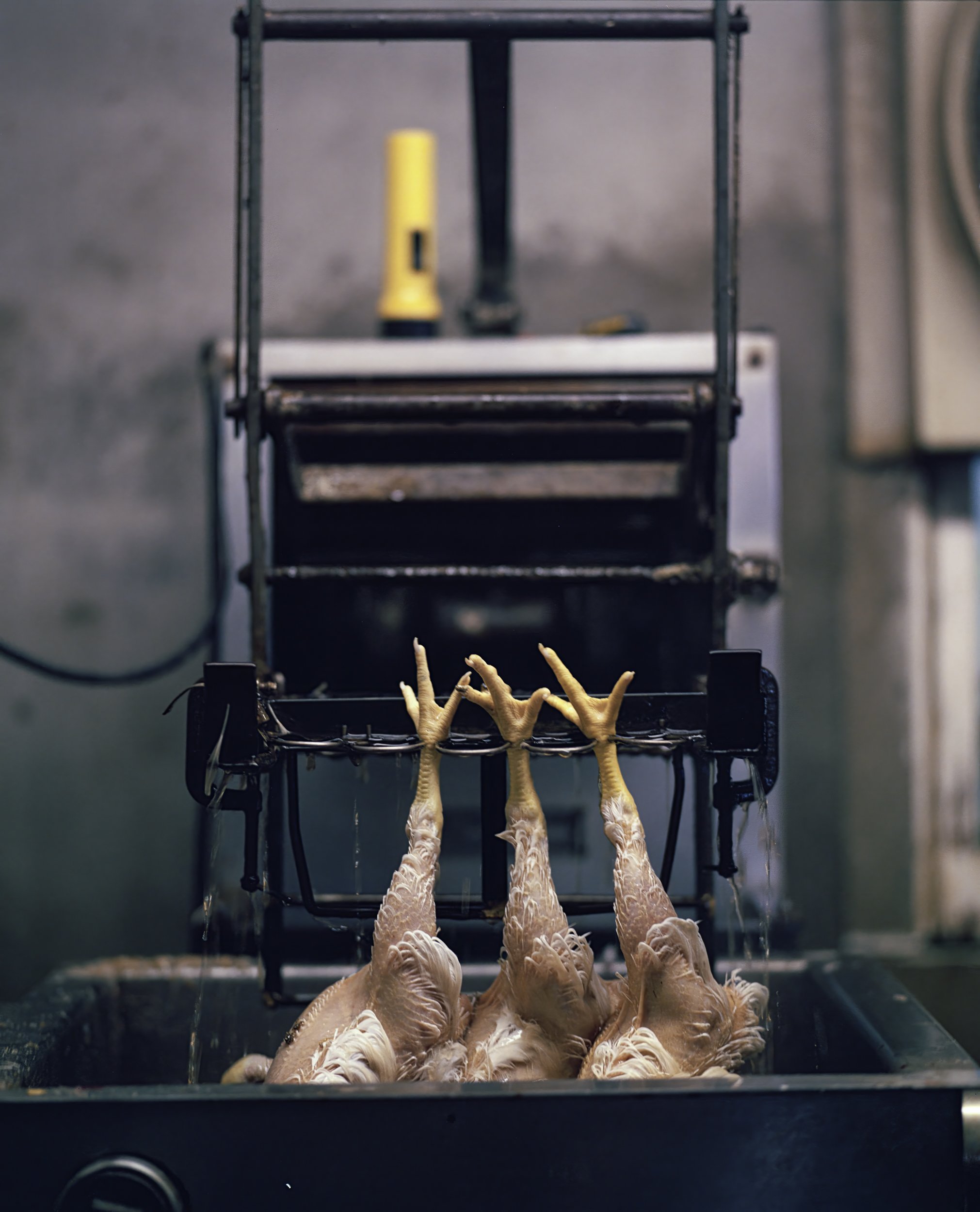 008_three legs big print version-2.jpg