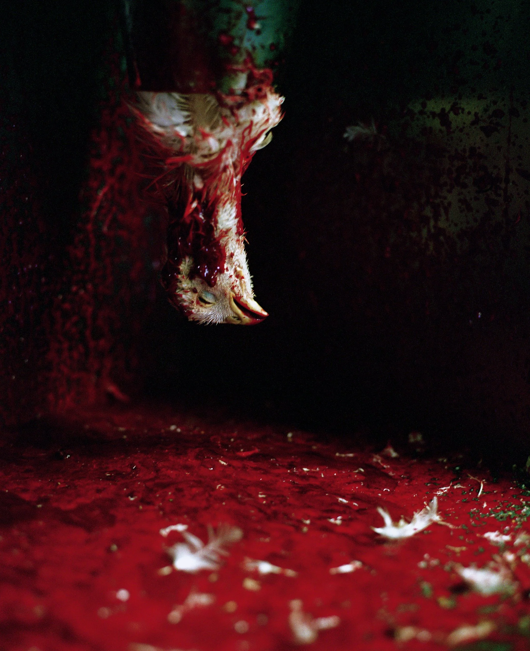 007_Chicken Head, NY.jpg