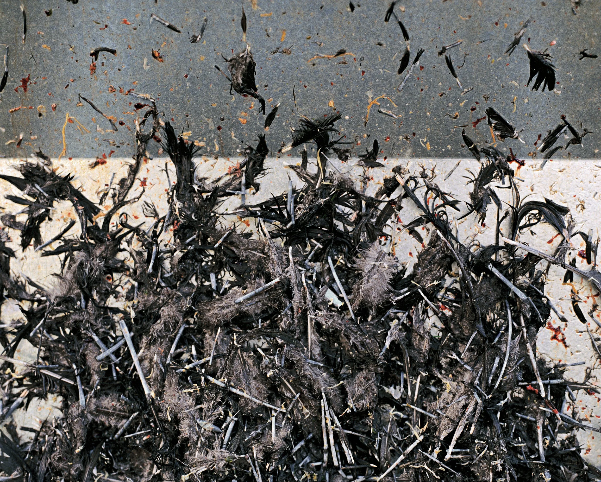 019_Turkey Feathers, CT.jpg