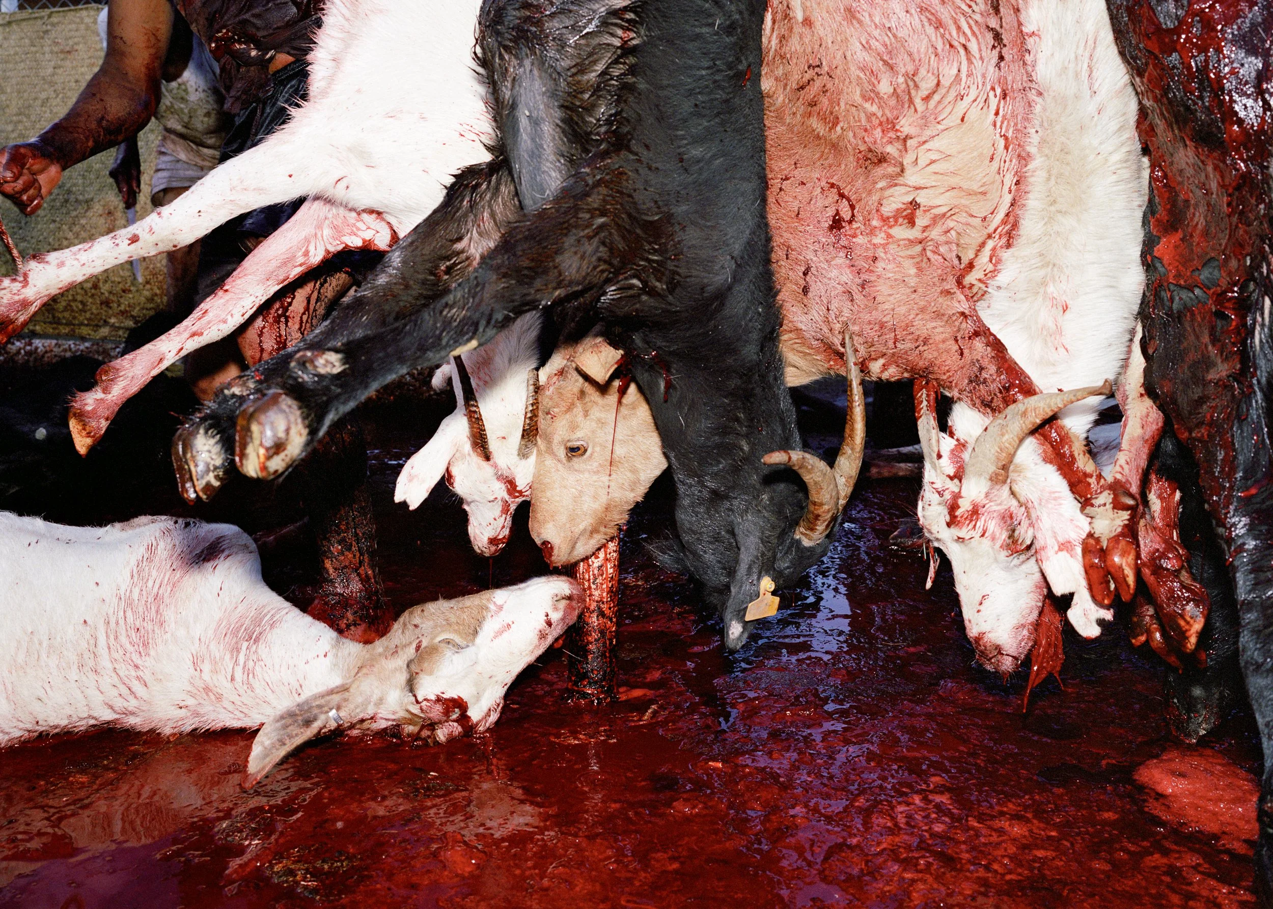 001_kiss of death v1.jpg