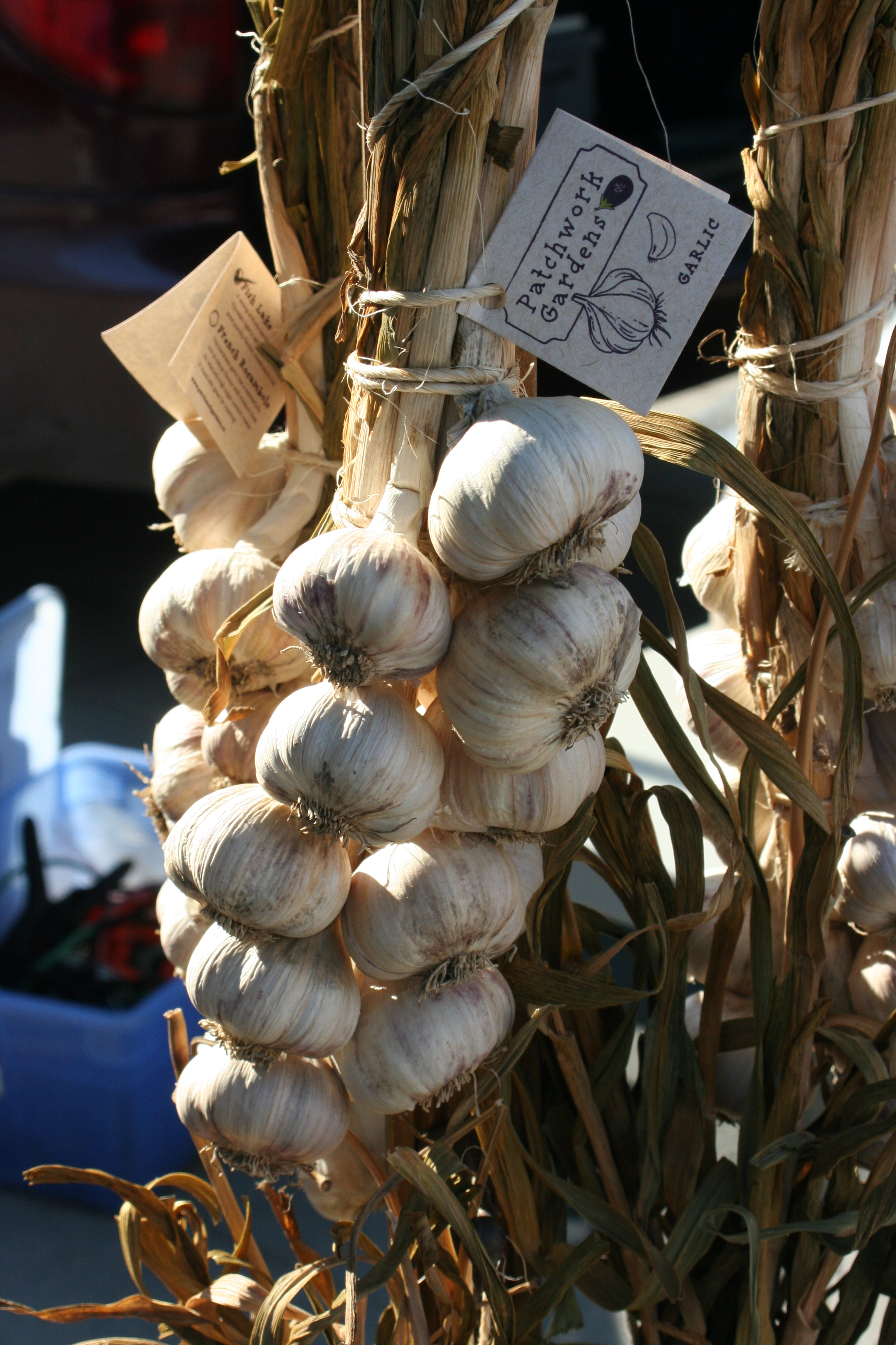 Garlic 27Sept2014.JPG