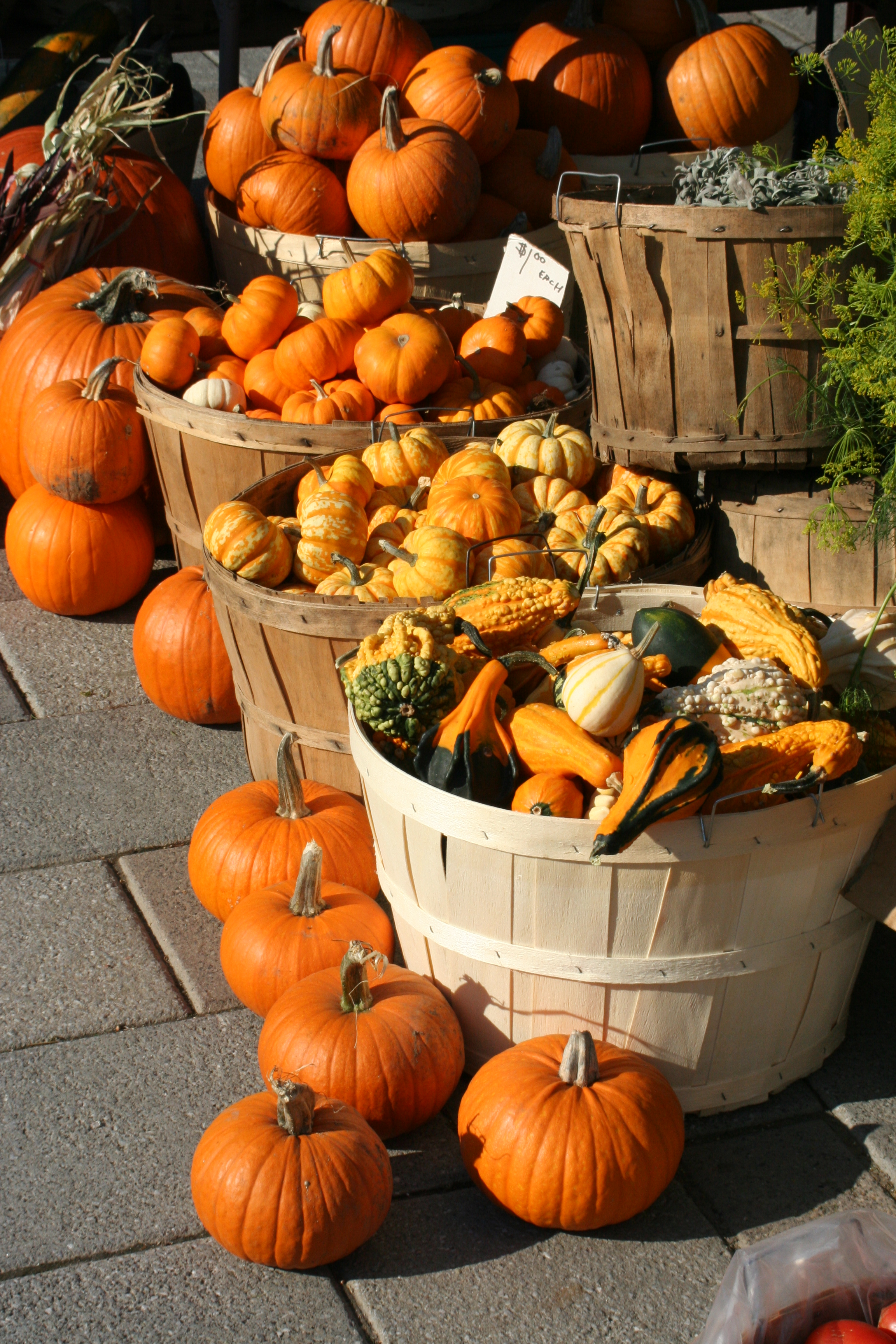 Pumpkins 27Sept2014.JPG