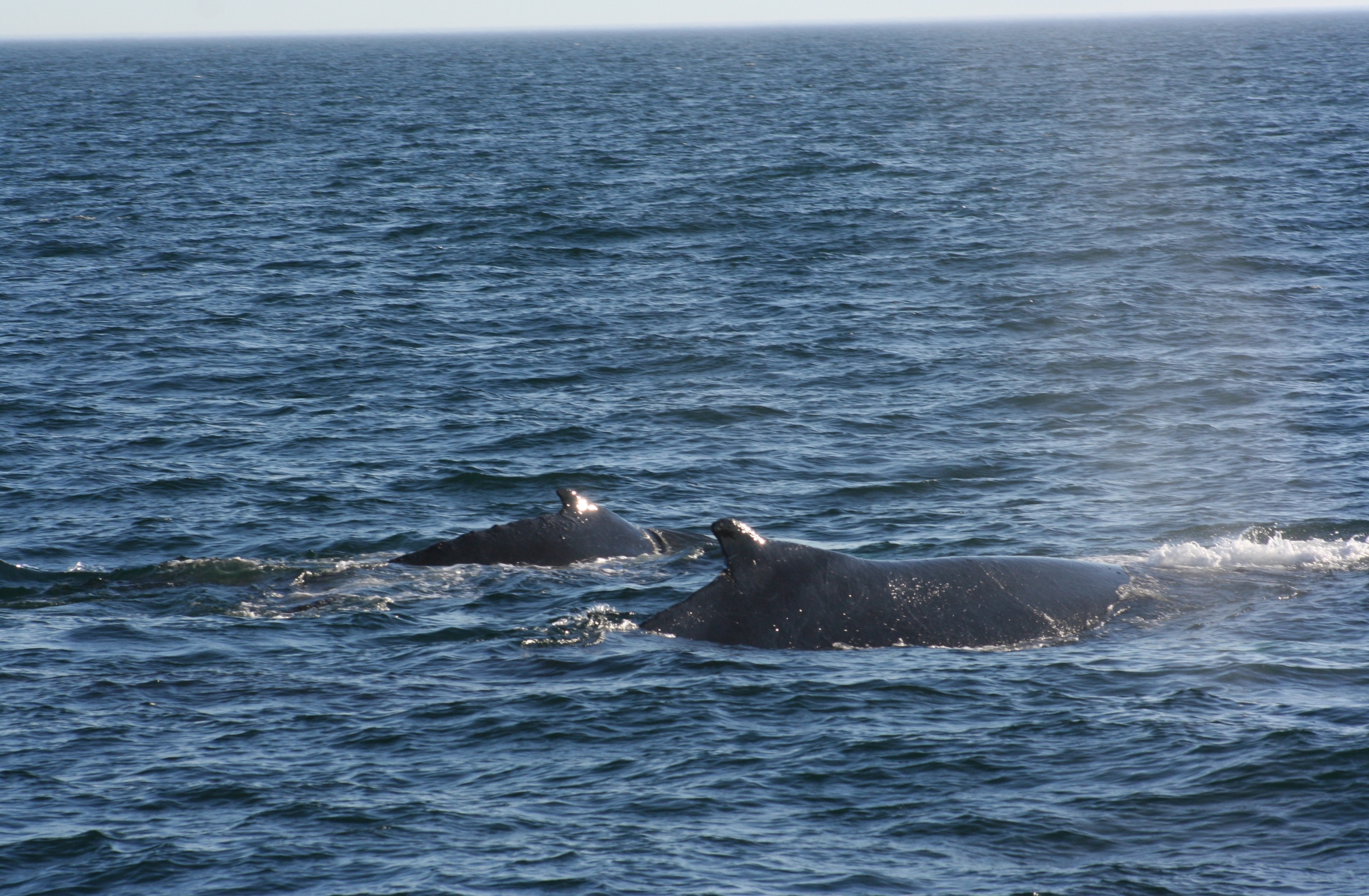  Mama and baby humpback whales 