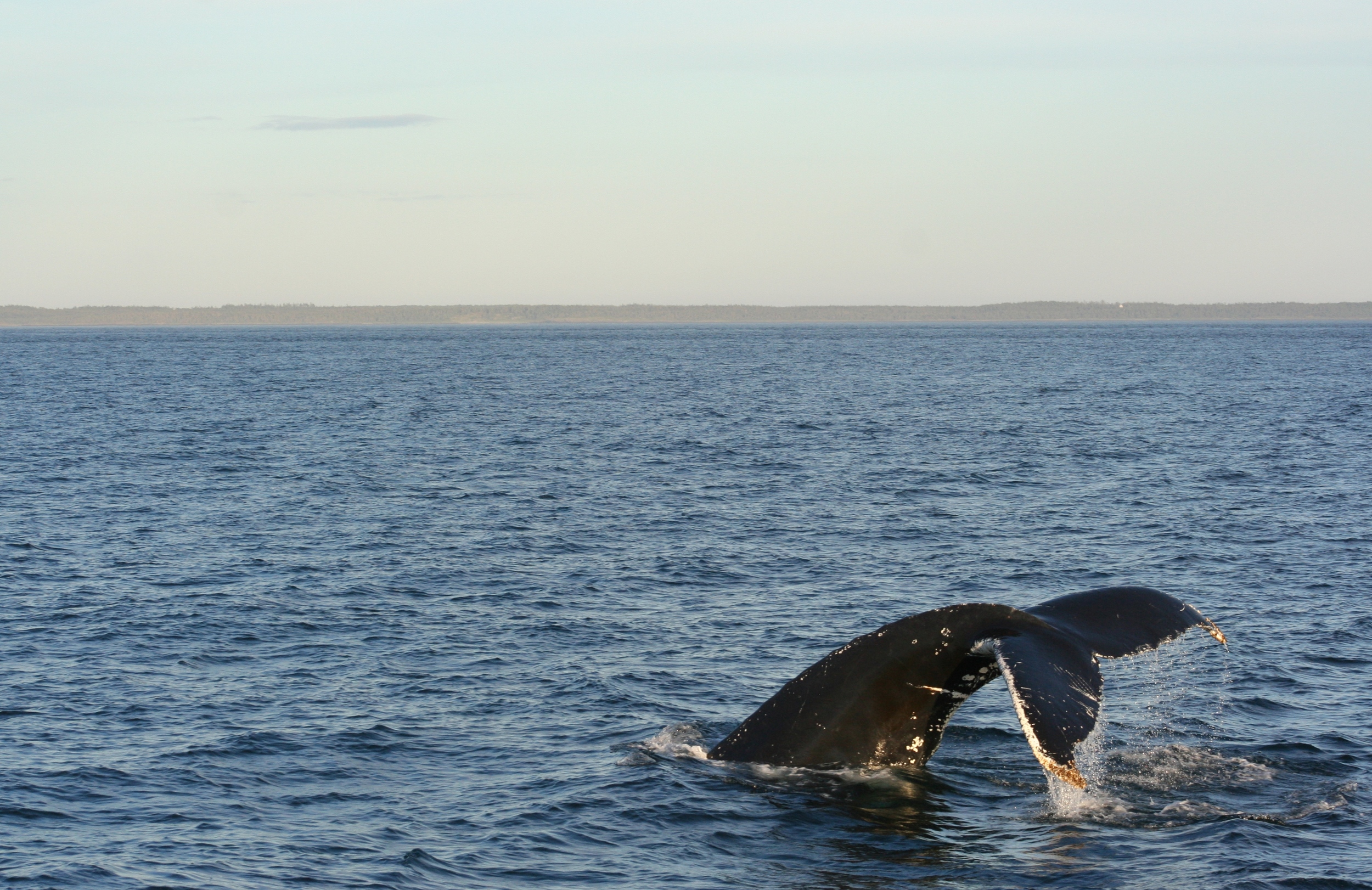 Nova Scotia July 2015 (19).JPG