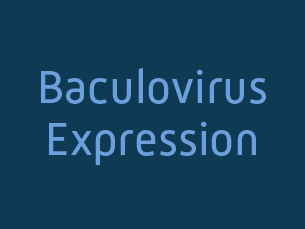 baculovirus expression