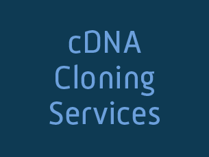 cDNA cloning service