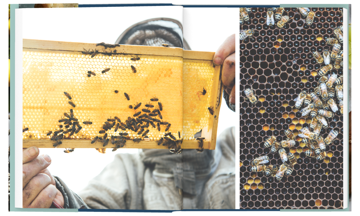 FSC_bees.png