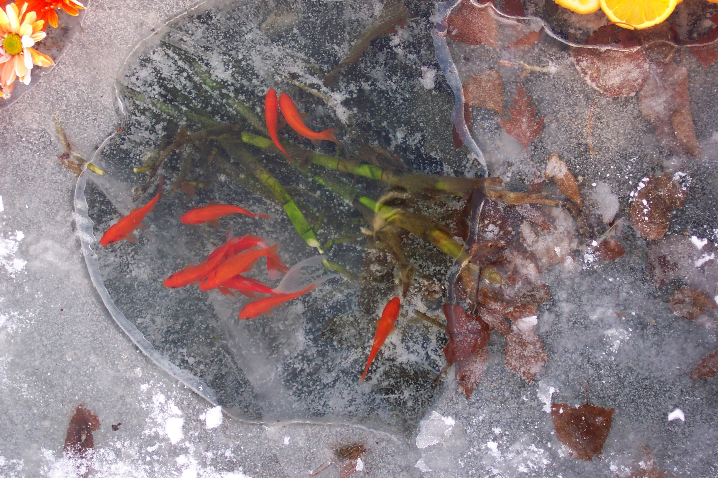 installation with fish, flowers & oranges in pond - 2006