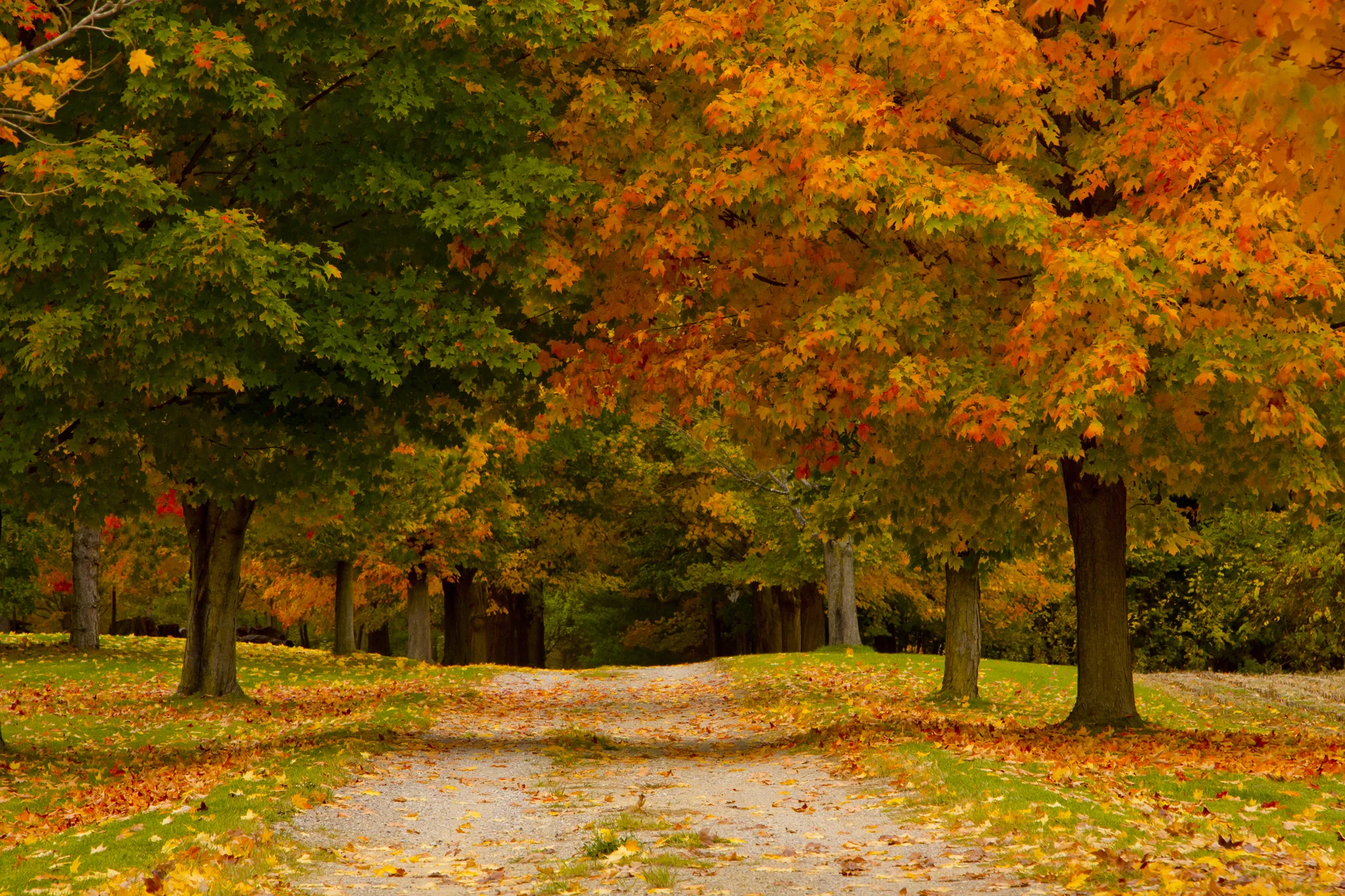 Fall In Michigan 2016