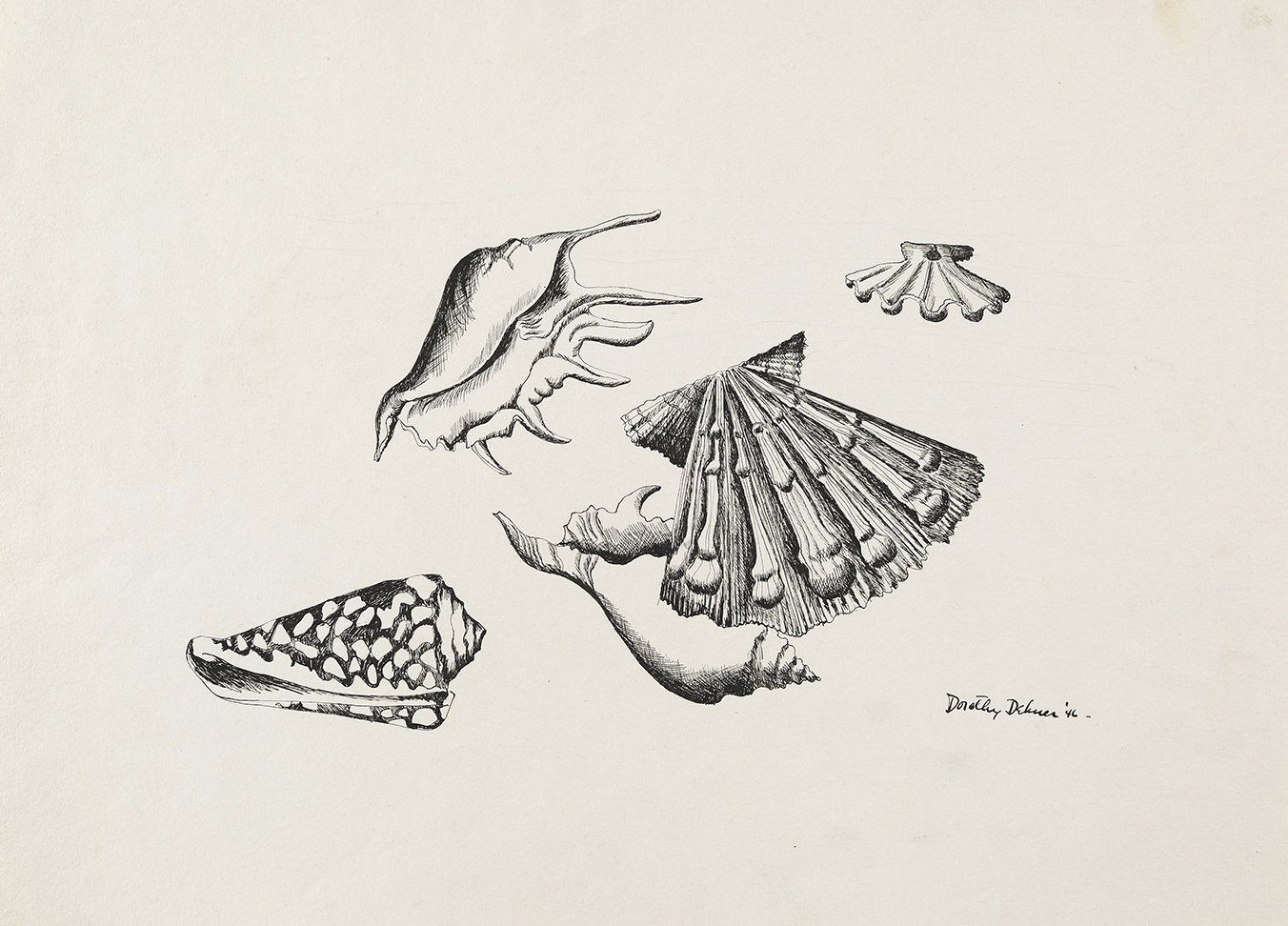 Drawing of four shells