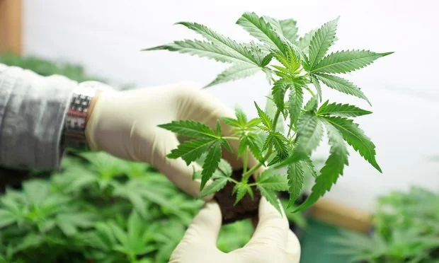 Marijuana-Growing-Article-201806061716.jpg