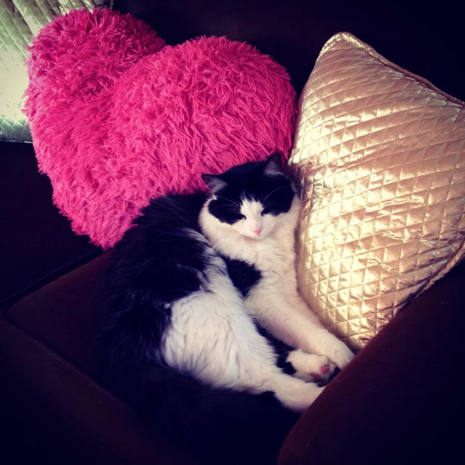 I wanna be a kitty when I grow up. A cat's life is the best life.