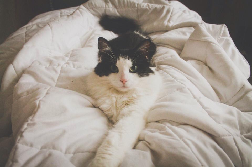 Fancy Chloe.