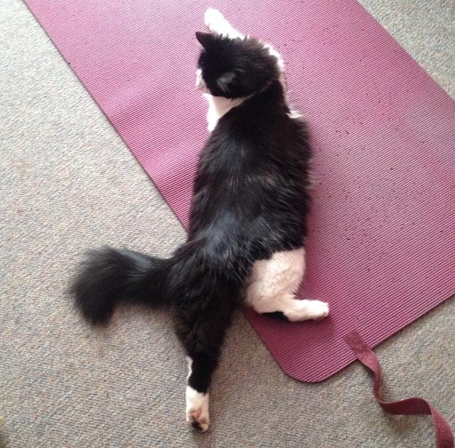 Chloevasana.