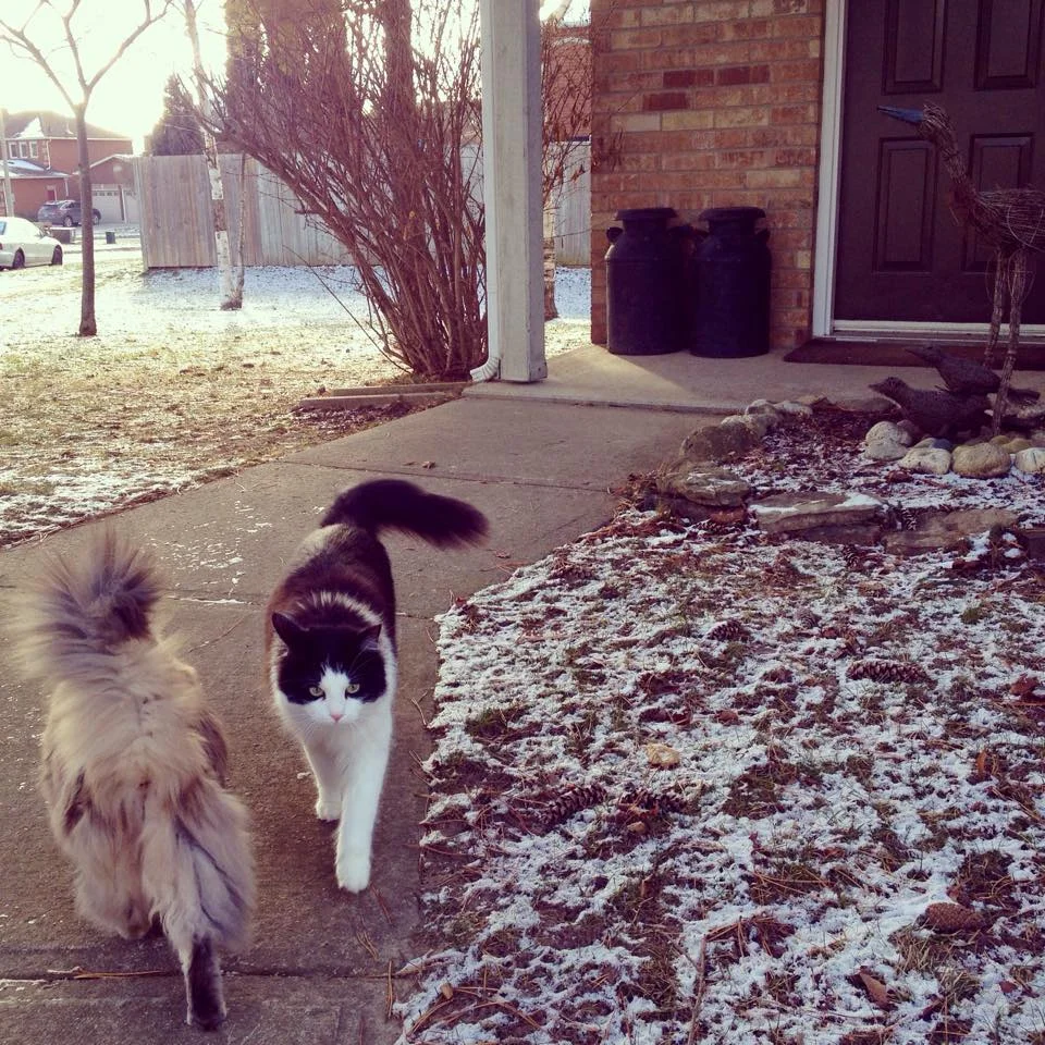 My girls flaunting their stuff on the catwalk.