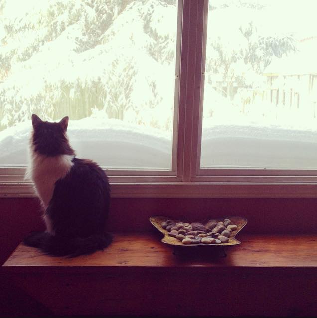 Chloe catting.