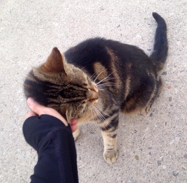 A new kitty friend