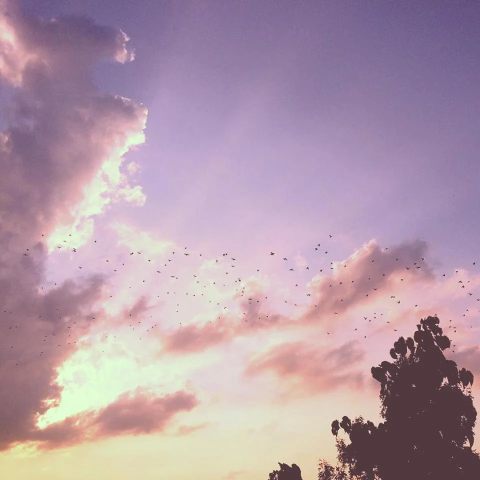 Birds dancing in the sky