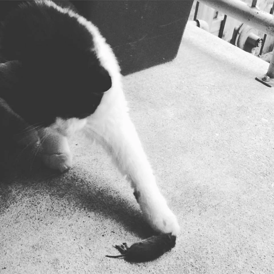 Yet another dead offering from Chloe. She's always wanting to take care of me.