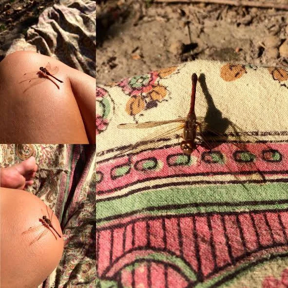 My new dragonfly friend. I wrote about his message for my life here .