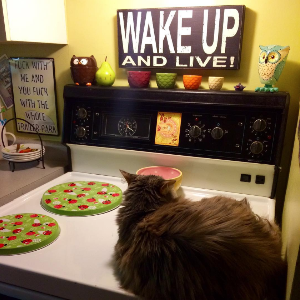 Stovetop kitty