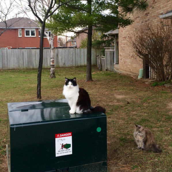 Green box gangsters
