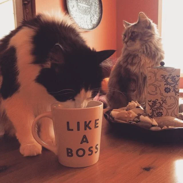 The perfect mug from my TGT sweetling, Krista