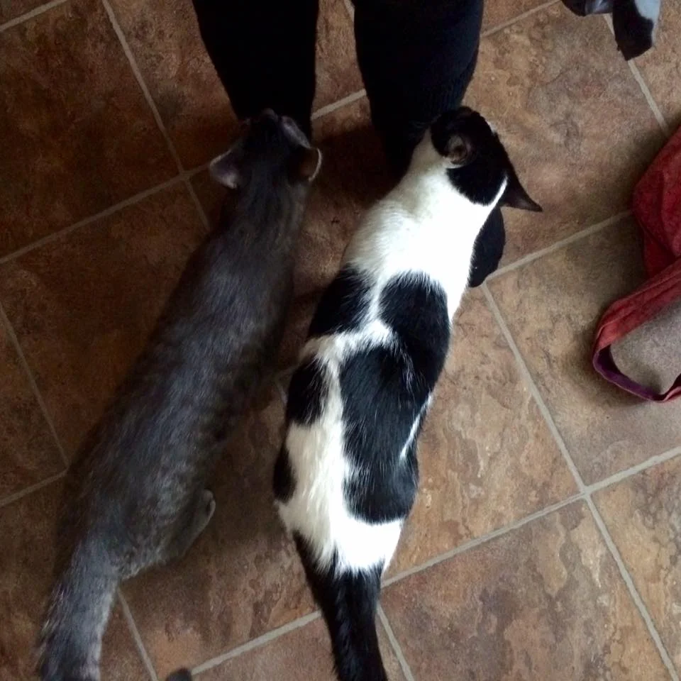 A kitty welcome at Krista's