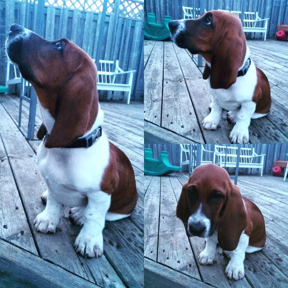 My new friend and love, Copper