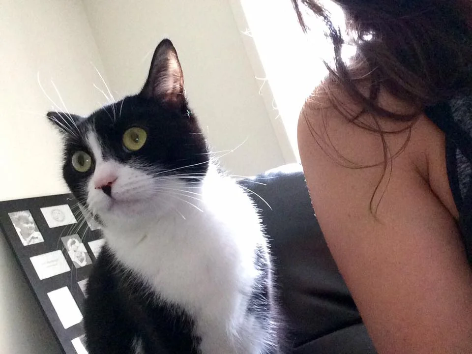 Carmen's kitty doesn't like me 