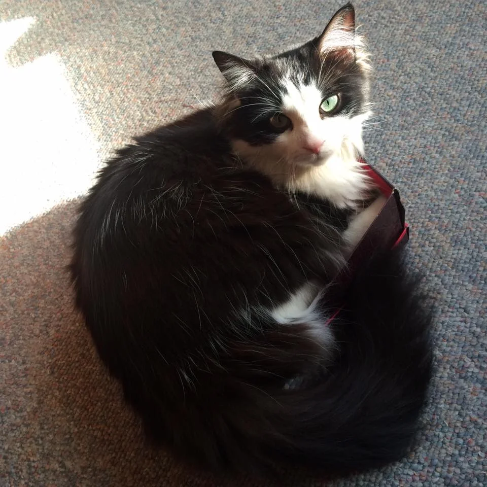 Chloe in a box 