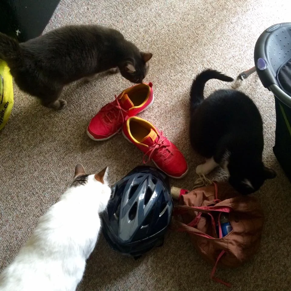 Carmen's kitties welcoming me and my things