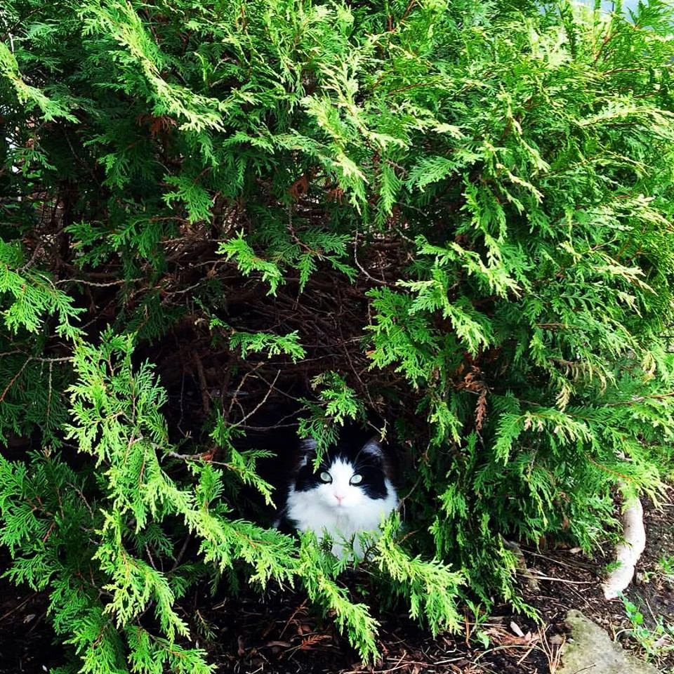 Chloe in her favourite spot 