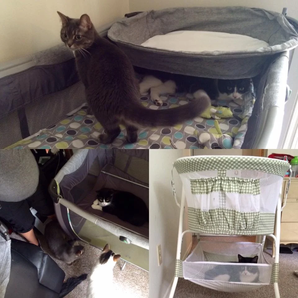 Carmen's kitties helping us prepare for the baby 