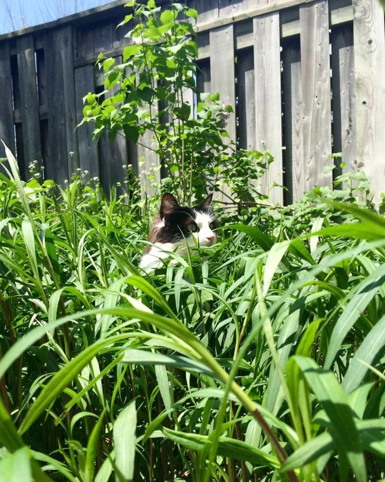 Peeping Chloe