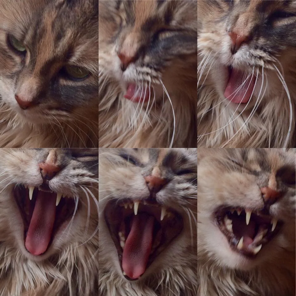 Zoe the monster taken by Paige