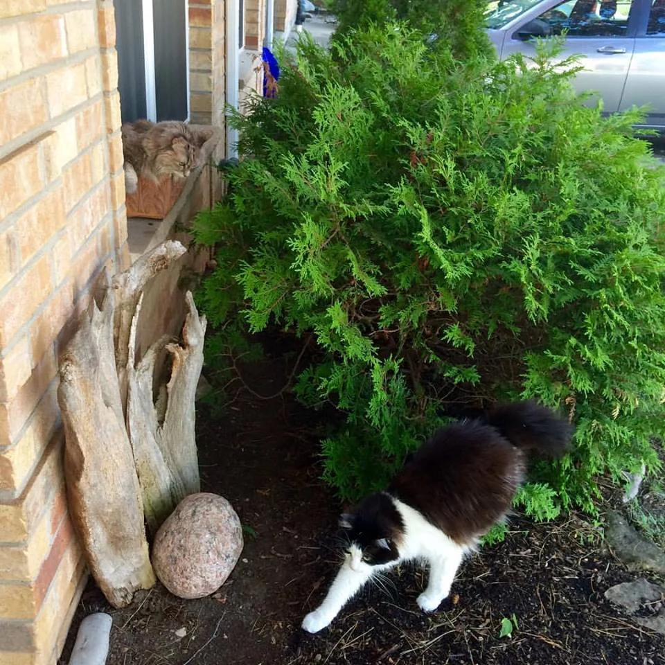 Zoe watching Chloe watch a bird