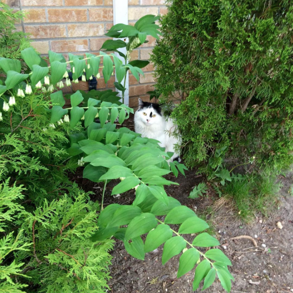 My neighbour is growing kitties!