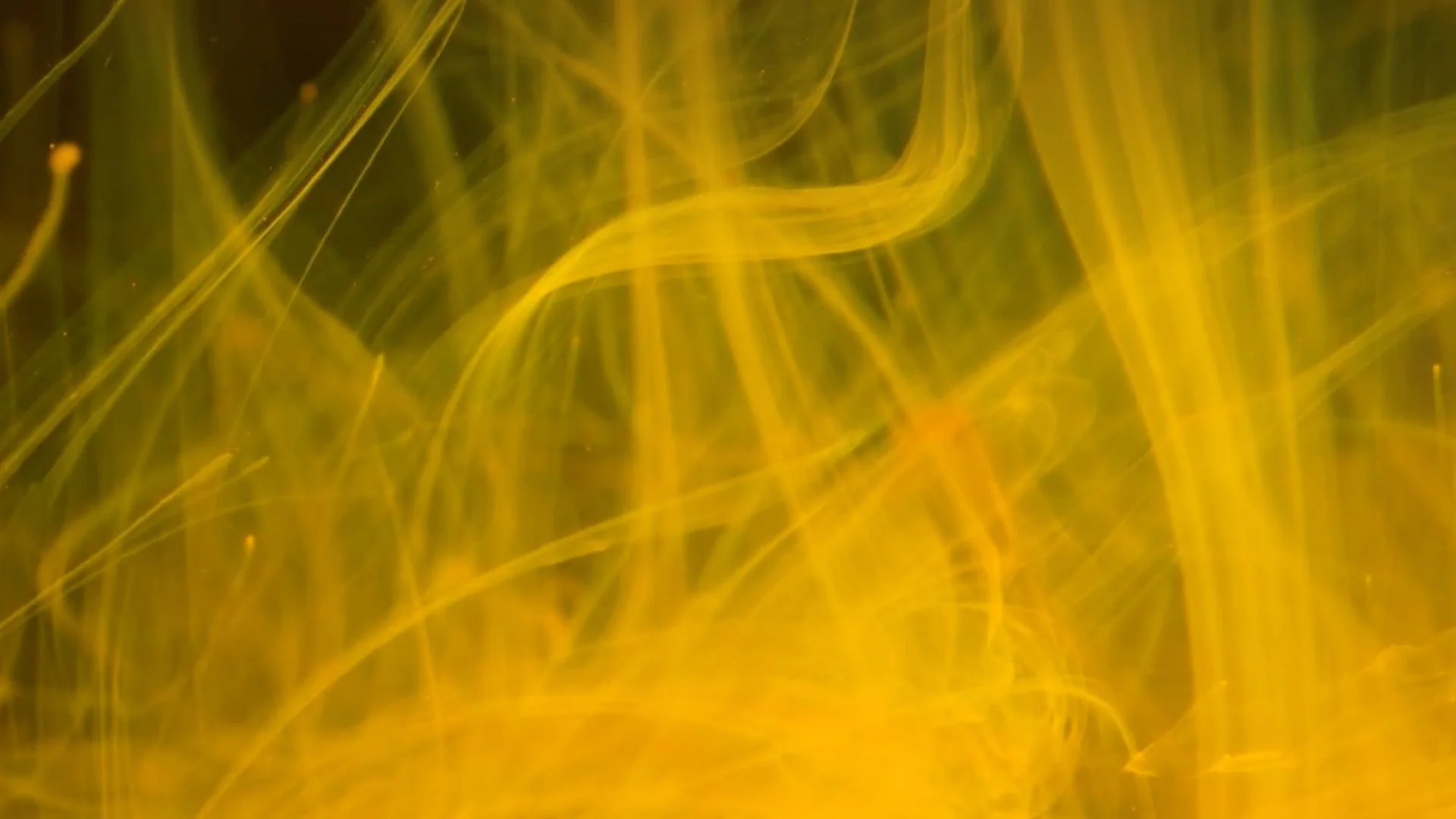 Self Abandonment 101 (One Minute Clip)